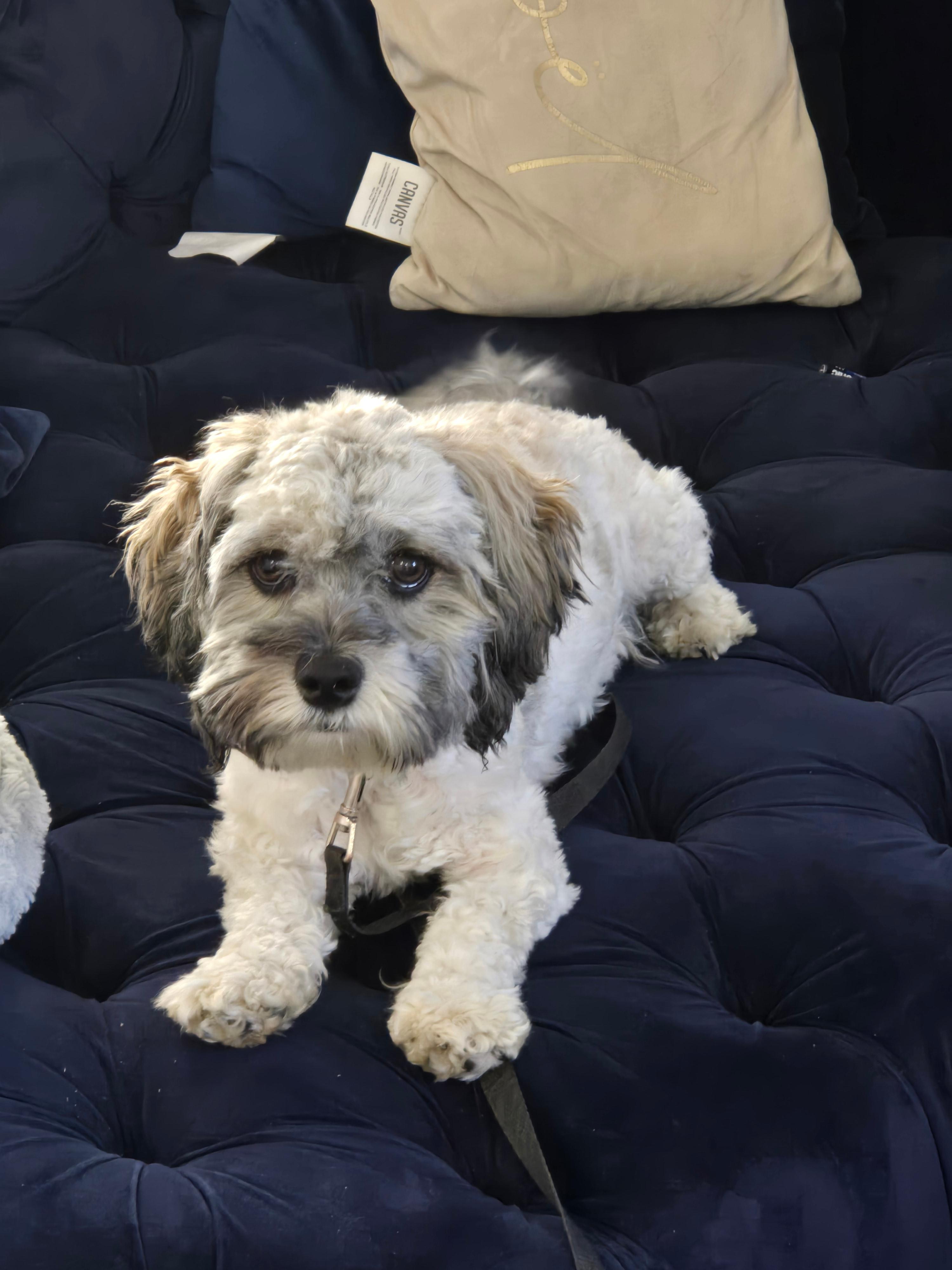 Photo of Bichon frise x cock spaniel female 