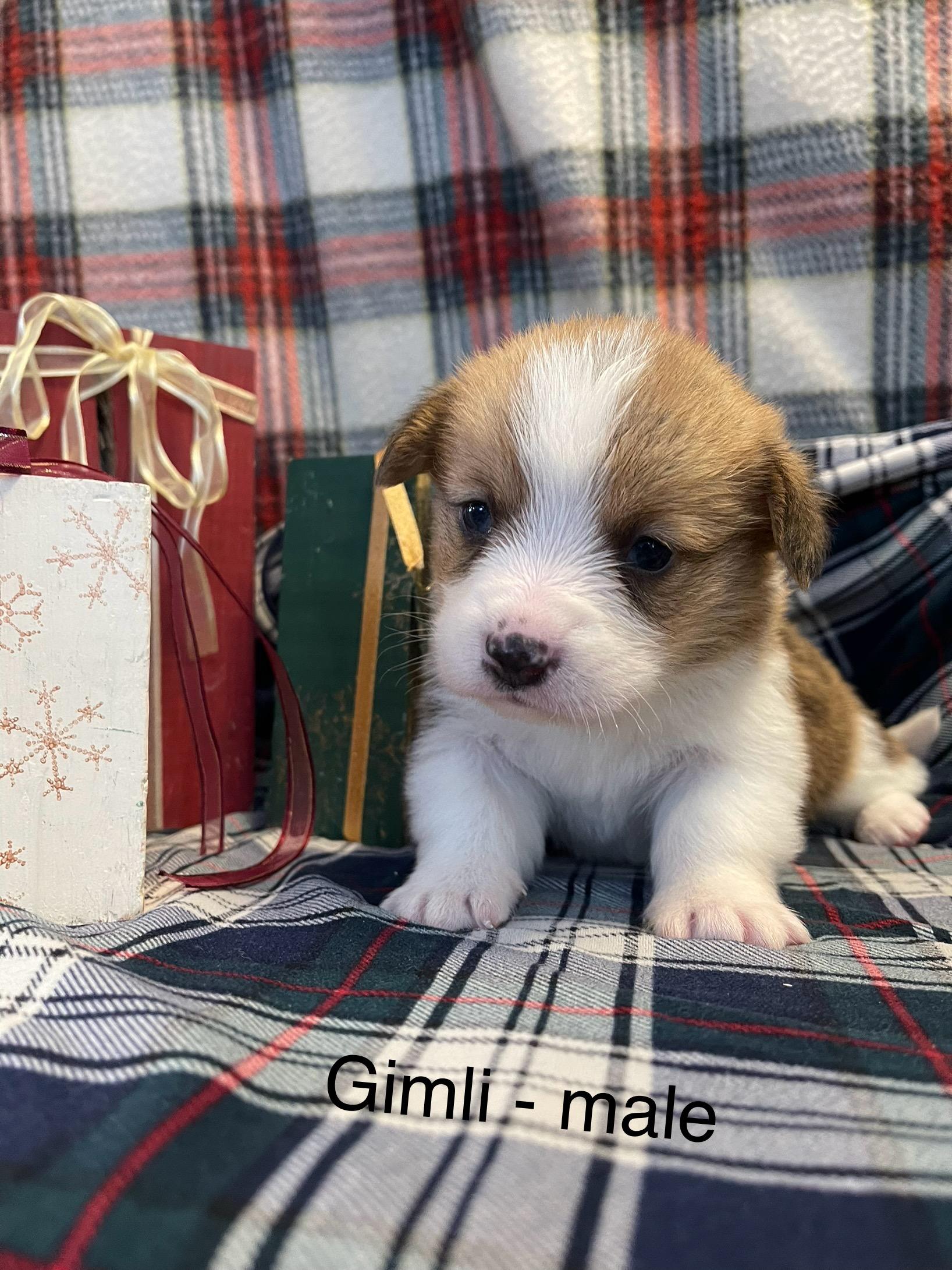 Photo of Purebred Pembroke Welsh Corgi puppies