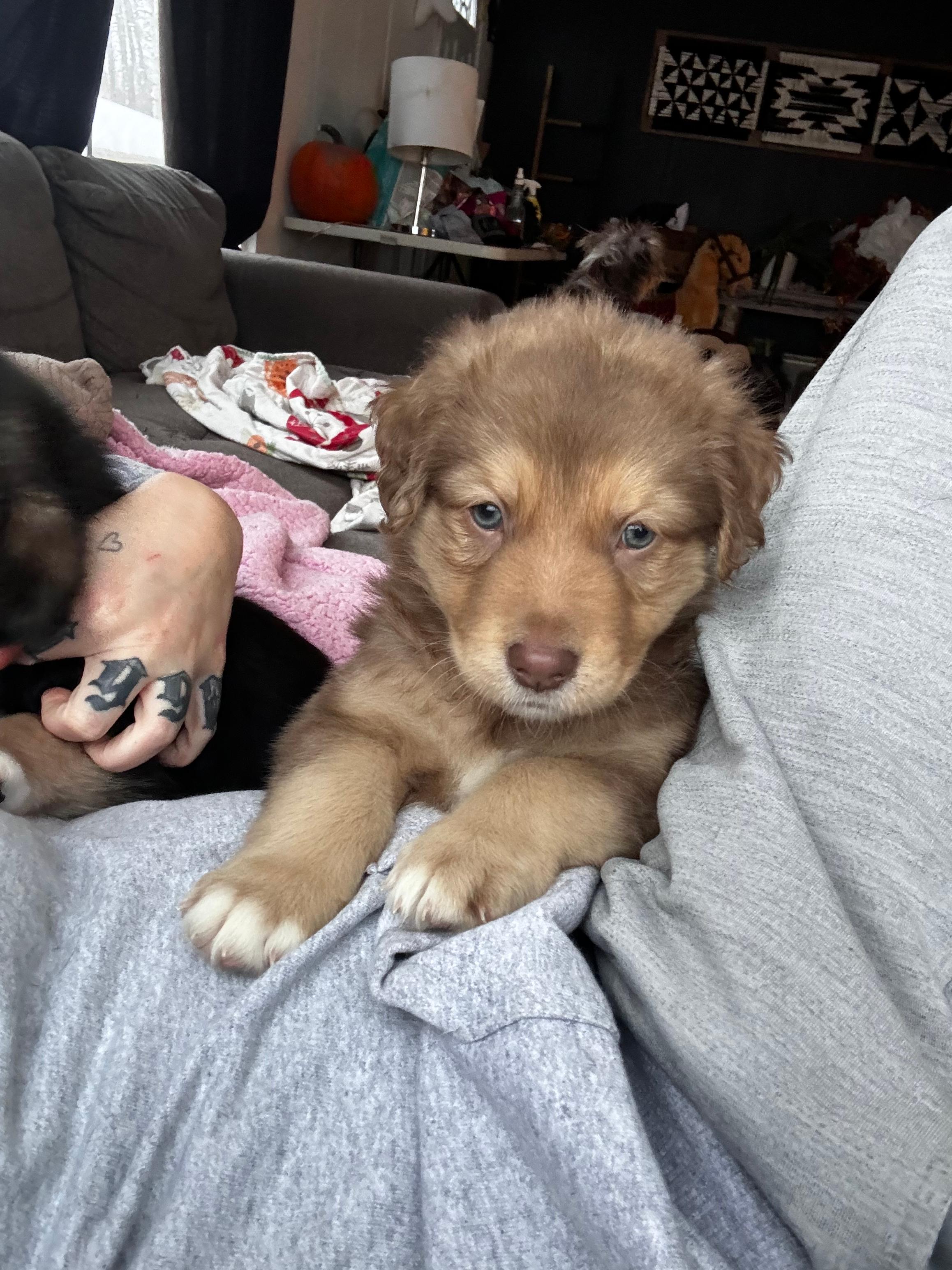 Photo of King shepherd cross puppies