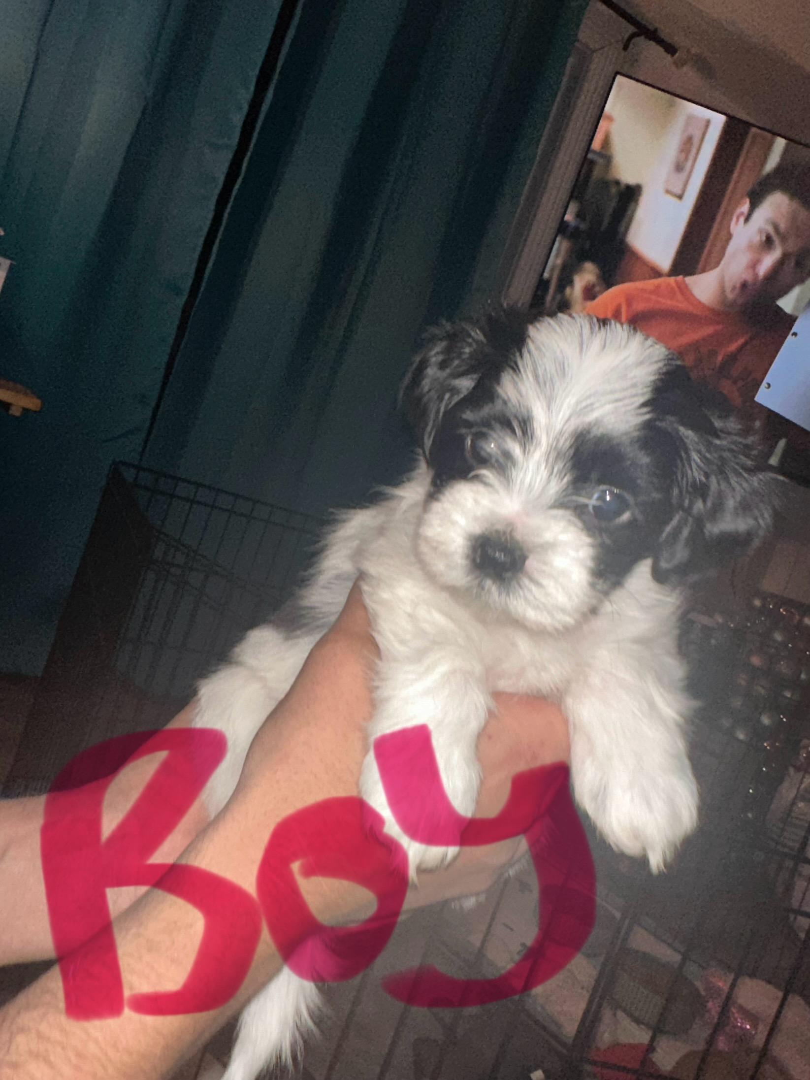 Photo of Shorkie puppies for sale