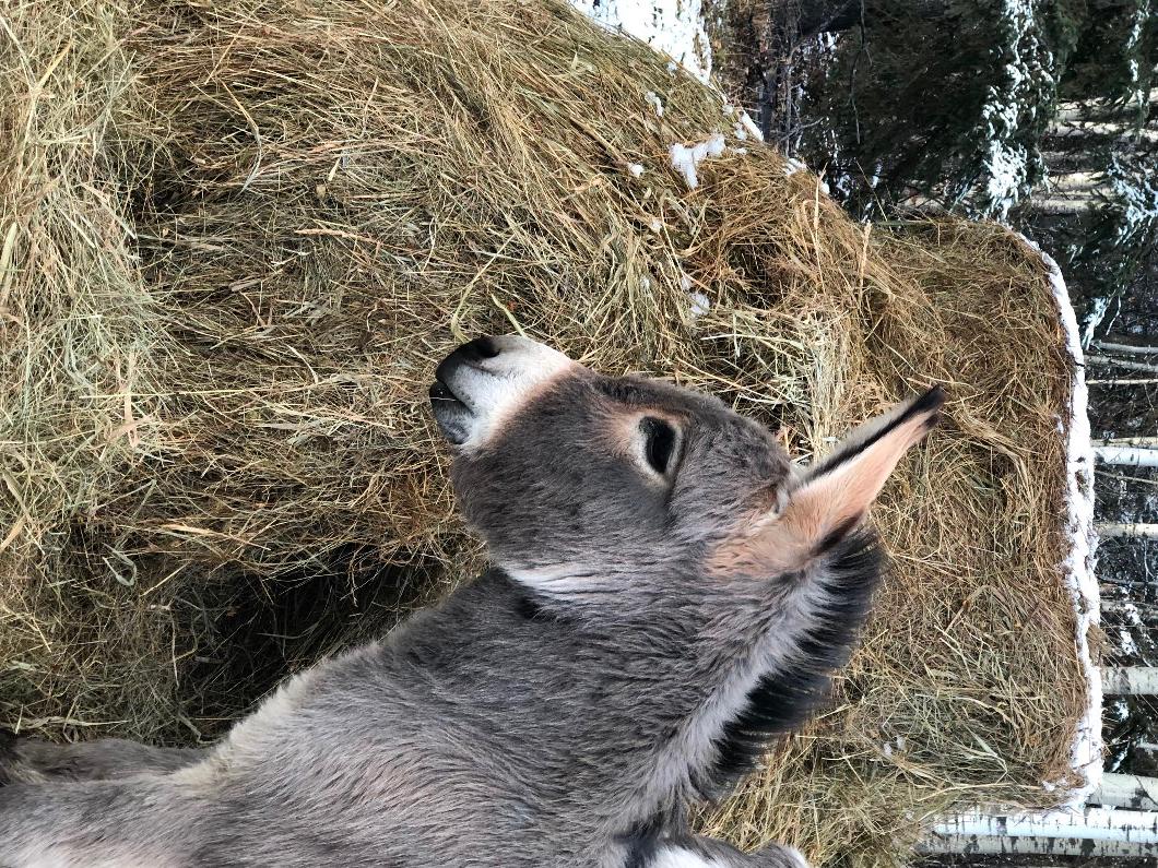 Photo of GOOD YEAR OLD HAY BALES