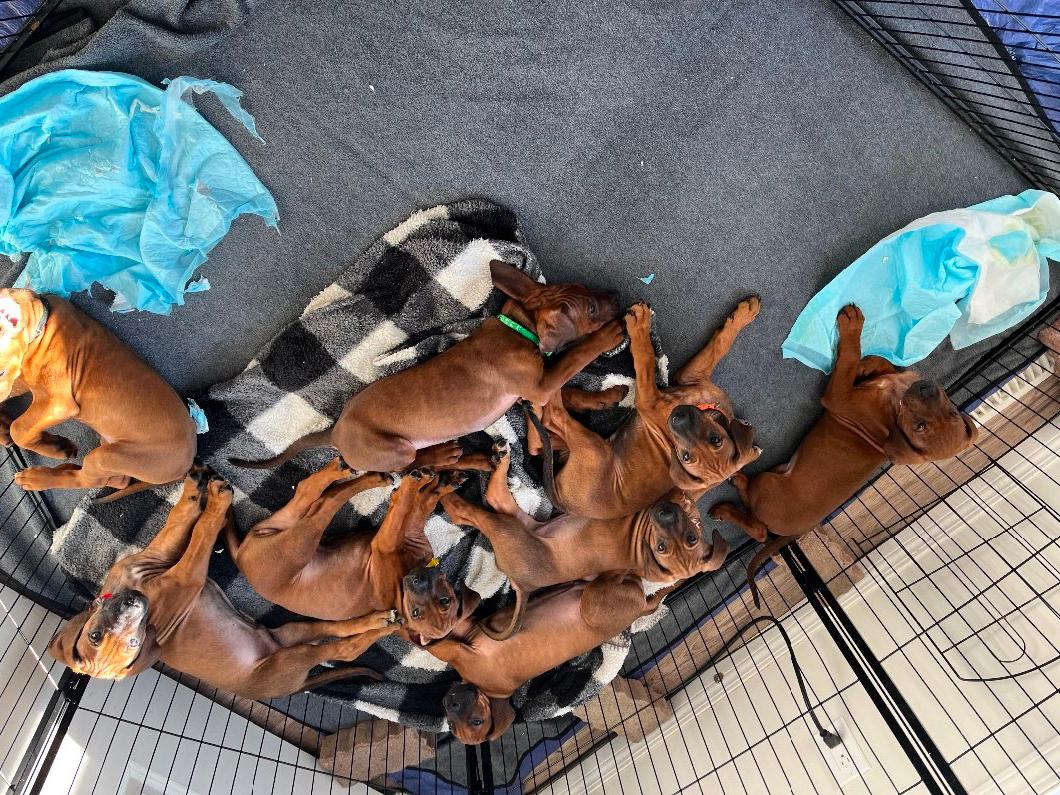 Photo of Purebred Rhodesian Ridgebacks 